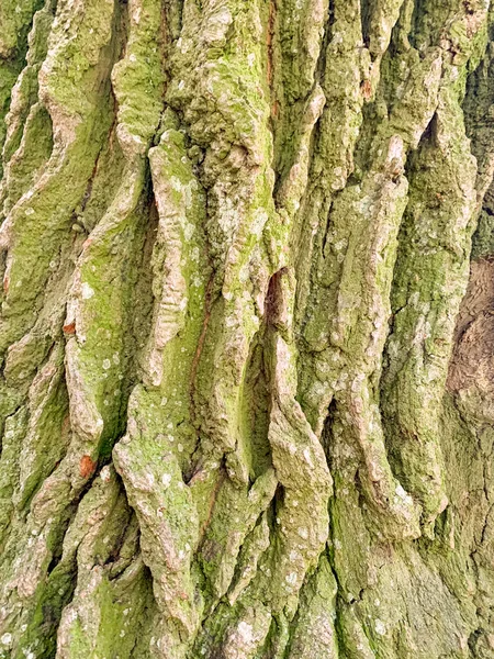 나무껍질 클로즈업 자연적 나무줄기 — 스톡 사진