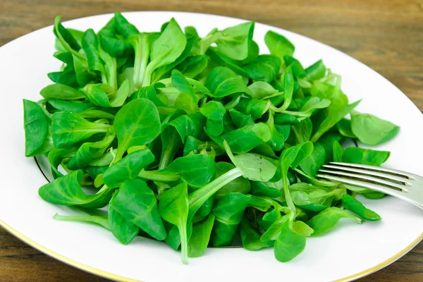 Πράσινη σαλάτα εποχής στο πιάτο. — Φωτογραφία Αρχείου