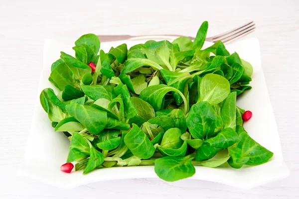 Fräsch grönsallad — Stockfoto