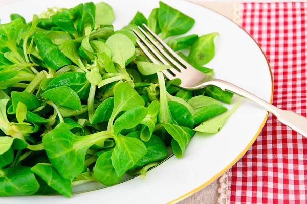 Salada fresca verde — Fotografia de Stock