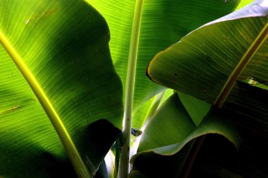 Muz ağacı'nın yaprakları