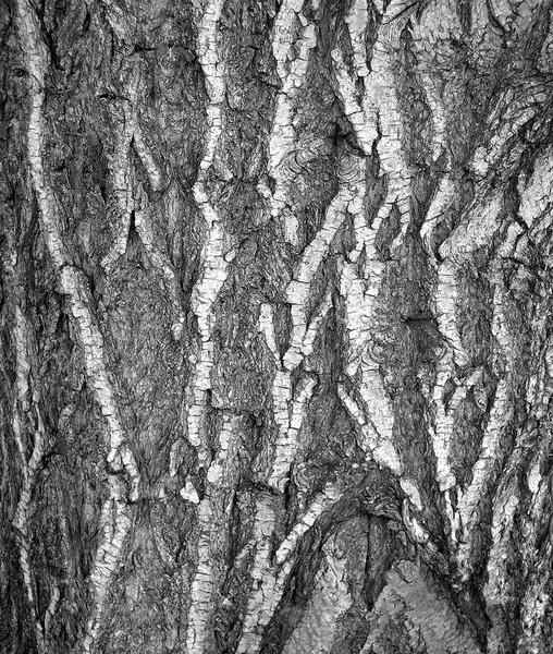 Old tree bark texture — Stock Photo, Image