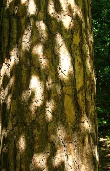 Gamla träd bark konsistens — Stockfoto