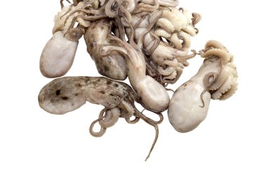 Beyaz arka plandaki ahtapot.