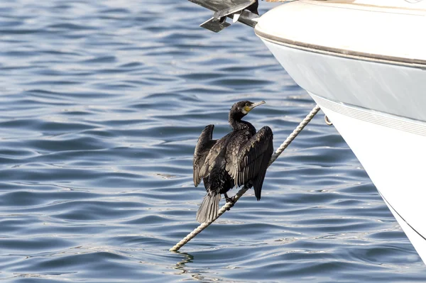 Le cormoran noir — Photo