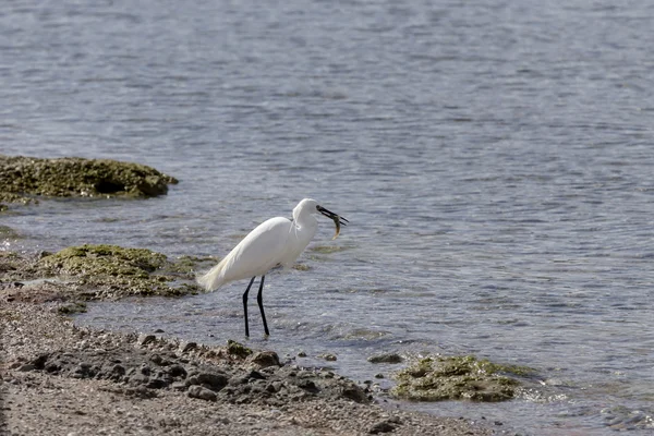 L'aigrette blanche — Photo