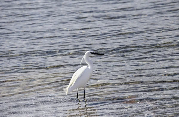 L'aigrette blanche — Photo