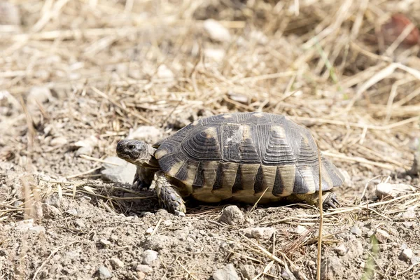 The turtle closeup — Stock Image The turtle closeup Royalty Free Stock Images