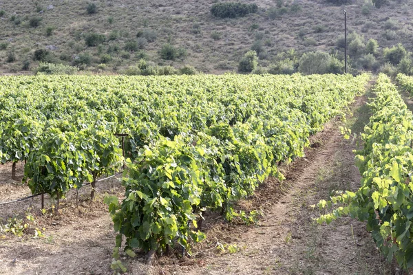 Viñedo en el campo —  Fotos de Stock