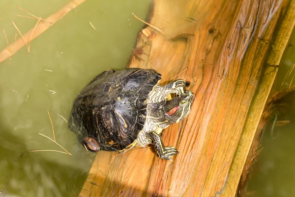 野生動物。池のスライダー — ストック写真