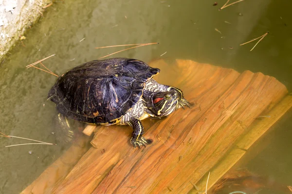 Żółw ozdobny — Zdjęcie stockowe