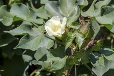 Tarım. Sonbaharda, güneşli bir günde tarlada pamuk yetiştirmek (Yunanistan, Orta Makedonya)
