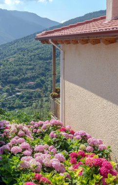 Parlak, dekoratif, narin ortanca güneşli bir yaz gününde çiçek tarhında büyür.