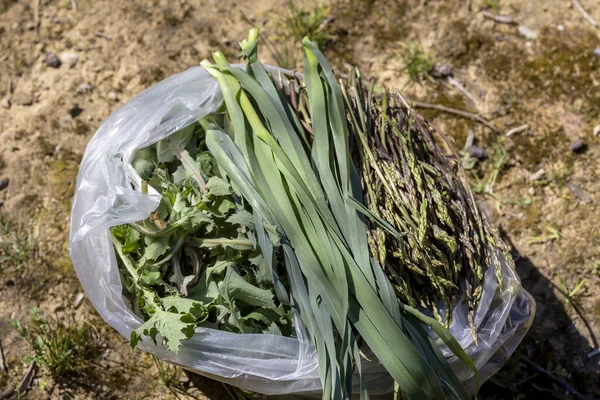 Harvested, useful, spring herbs - sow thistle, wild garlic and asparagus close-up lie in a plastic bag