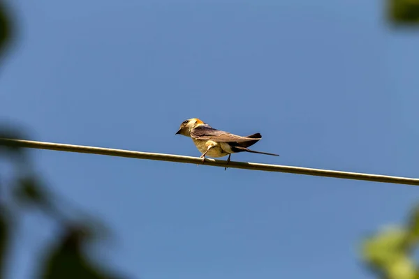 Pájaros Rápido Sienta Cerca Cable Eléctrico Contra Cielo Azul Día — Foto de Stock