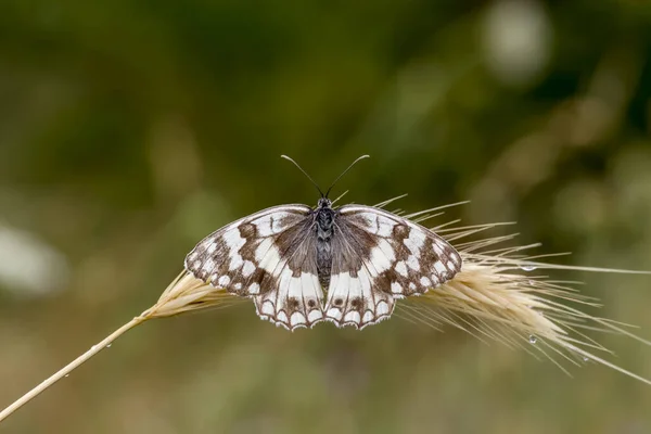 Beautiful Elegant Bright Butterfly Melanargia Galathea Sitting Spikelet Summer Cloudy — Stock Photo, Image