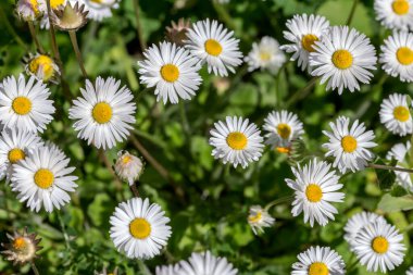 Yunanlı Flora. Çiçekli, vahşi beyaz papatya bir bahar günü doğal ortamda büyür.