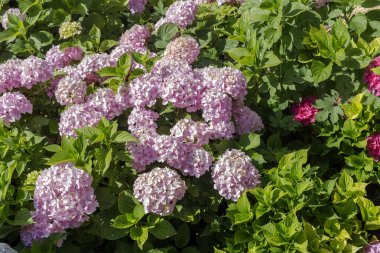 Parlak, dekoratif, narin ortanca güneşli bir yaz gününde çiçek tarhında büyür.