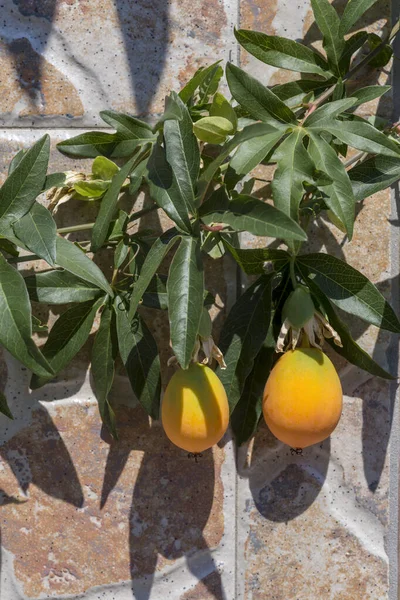 Orange fruits and leaves of passion flower grow on a fence close-up on a sunny summer day