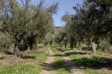 Tarım. Güneşli bir bahar gününde eski kırpılmış ağaçlar ve toprak yollarla yetişen zeytinlikler (Yunanistan, Mora))