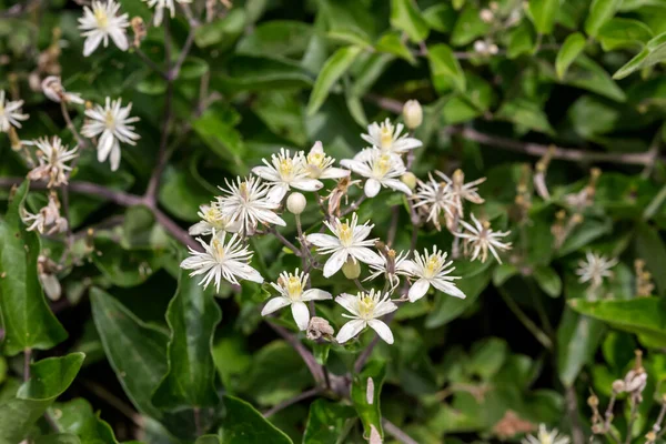 在阳光明媚的夏日里 生长在山上的一种有益的有毒攀爬灌木 Clematis Vitalba 开着白花 — 图库照片
