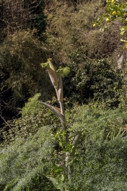 Ormanda güneşli bir bahar gününde, büyük ve kullanışlı bir bitki (Ferula Communis) yetişir.