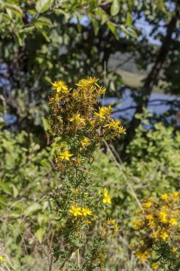 Hypericum Performans (Hypericum Perforatum), dağlarda yetişen ve çiçek açan bir bitkidir.