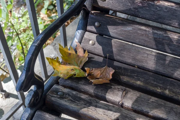 Deserted, old park bench with sycamore leaves in autumn, sunny day close-up