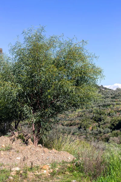 Wild Blooming Acacia Acacia Saligna Grows Blooms Close Precipice Spring — Stock Photo, Image