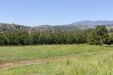 Tarım. Güneşli bir yaz gününde dağlık arazide kiraz ağaçları (Orta Makedonya, Yunanistan) olan bahçe