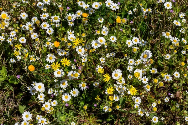 Flora Grécia Floração Margarida Branca Selvagem Cresce Close Habitat Natural — Fotografia de Stock