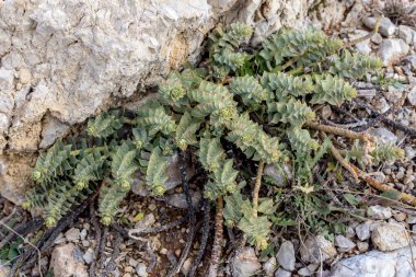 Yunan florası. Zehirli, küçük bitki (Euphorbia myrsinites) bir bahar günü taşların üzerinde yetişir.