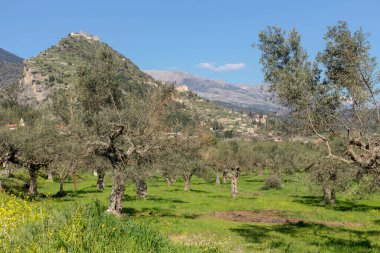 Mystras (Yunanistan, Mora) köyünde eski kesilmiş ağaçlarla yetişen zeytinlikler ve güneşli bir günde, dağdaki kalenin manzarası.