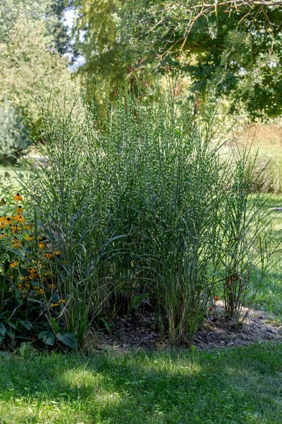 Une Plante Ornementale Tachetée Miscanthus Sinensis Var Zèbre Pousse Dans — Photo