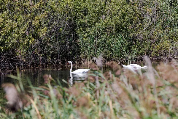 Cisnes Blancos Salvajes Cygnus Nadando Lago Día Soleado Verano Grecia — Foto de Stock