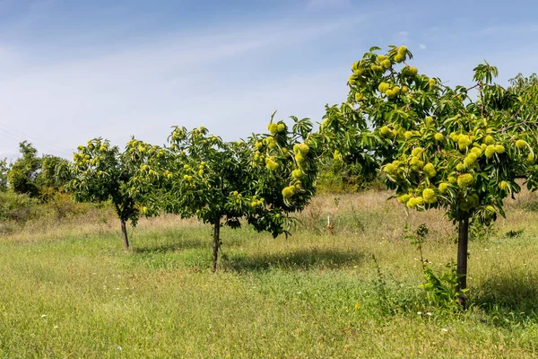 Agriculture. Edible chestnut (Castanea sativa) with fruits grows in a mountain garden on a summer, sunny day (Greece, Central Macedonia)