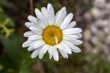 Beyaz, dekoratif, yumuşak papatya, güneşli bir yaz gününde bahçede bir çiçek tarhında büyür.
