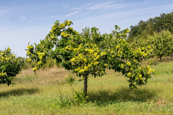 Agriculture. Edible chestnut (Castanea sativa) with fruits grows in a mountain garden on a summer, sunny day (Greece, Central Macedonia)