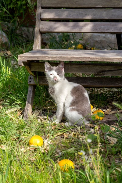 Portrét Mladé Šedé Nadýchané Kočky Zelenýma Očima Která Sedí Trávě — Stock fotografie