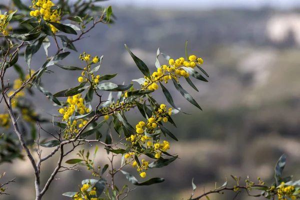 Цветки Ветви Мимозы Acacia Pycnantha Растут Цветут Парке Солнечный День — стоковое фото