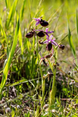 Güneşli bir bahar gününde doğal yaşam alanında büyüyen çiçeklerle birlikte nadir orkide (Ophrys ferrum-equinum).