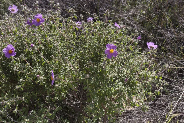 Useful Therapeutic Shrub Cistus Ladaniferus Grows Pine Forest Mountains Close — Stock Photo, Image