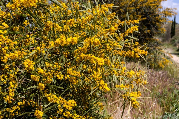 Flores Ramas Mimosa Acacia Pycnantha Creciendo Floreciendo Parque Día Soleado —  Fotos de Stock