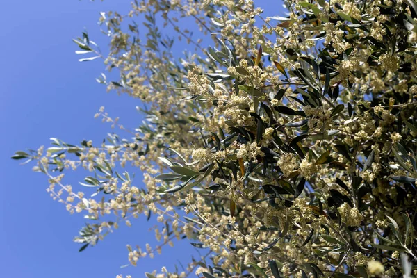 Ramas Olivo Floreciente Sobre Fondo Cielo Azul Cerca Día Soleado —  Fotos de Stock