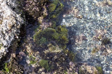 Denizci geçmişi. Çeşitli ve çok renkli algler, süngerler ve polipler ilkbaharda, güneşli bir günde yakın plan çekimler