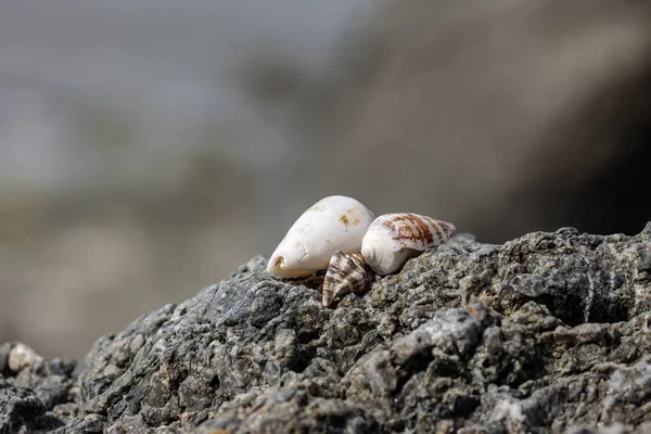 Seashells lie on a stone on a wild beach on a sunny, spring day close-up