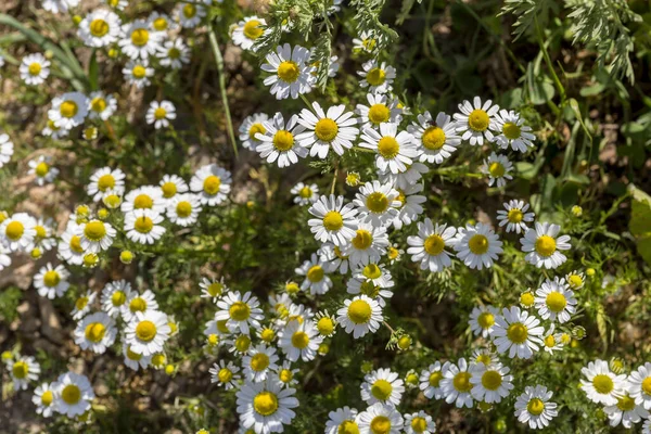 Vegetativer Blumiger Hintergrund Die Weißen Wildblumen Gänseblümchen Und Verschiedene Kräuter — Stockfoto