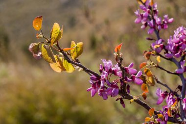 Pembe çiçeklerle kaplı bir ağaç dalları (Cercis siliastrum), güneşli bir günde, ilkbaharda bir dağlara karşı çiçek açar.