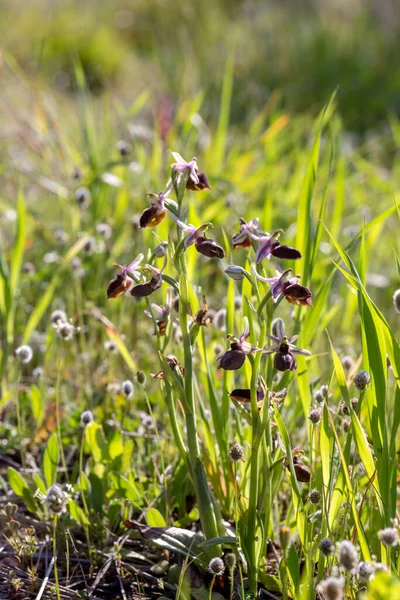 Orchidée Rare Ophrys Ferrum Equinum Avec Des Fleurs Poussant Dans — Photo