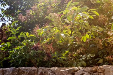 Güneşli bir yaz gününde bahçesinde yeşeren ve olgunlaşan meyveli yararlı, şifalı bir bitki (Sambucus nigra).